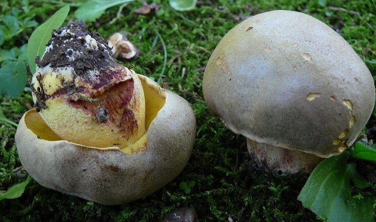 Wurzelnder Bitterröhrling Verwandter: Fahler Röhrling