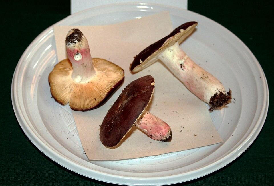 Zedernholztäubling (Russula badia)