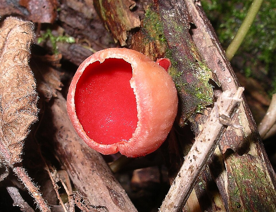 Zinnoberroter Kelchbecherling