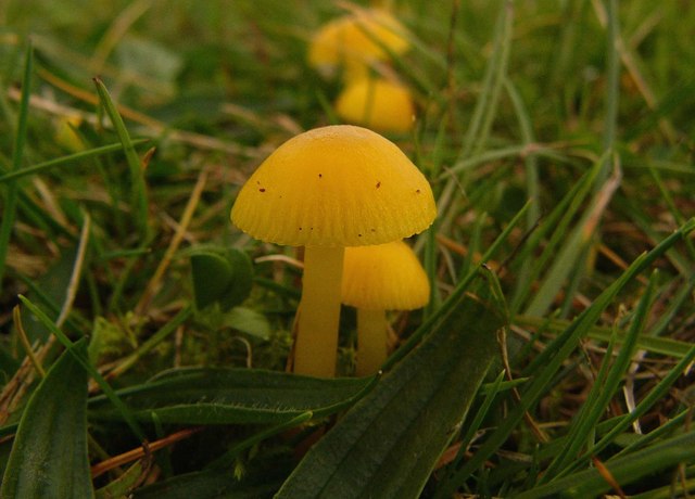 Zitronengelber Saftling (Hygrocybe ceracea)