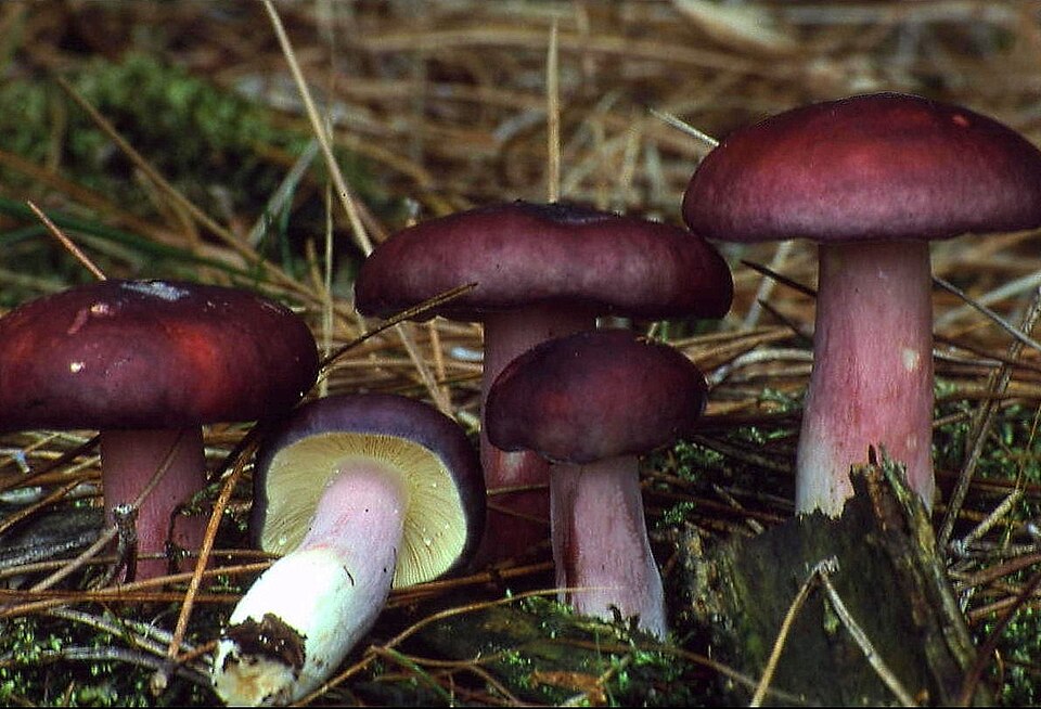 Zitronentäubling (Russula sardonia)