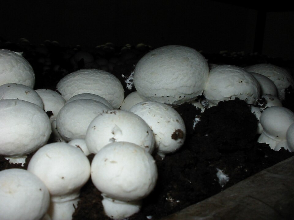 Zucht-Champignon