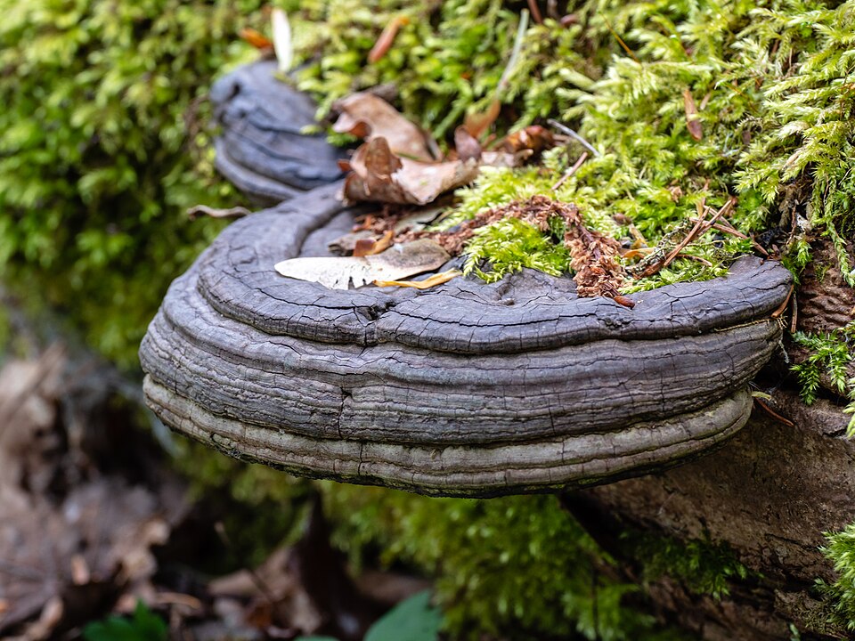 Zunderschwamm (Fomes fomentarius)