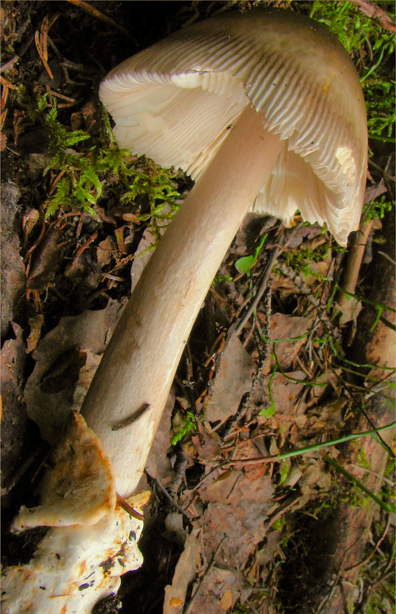 Zweifarbiger Scheidenstreifling